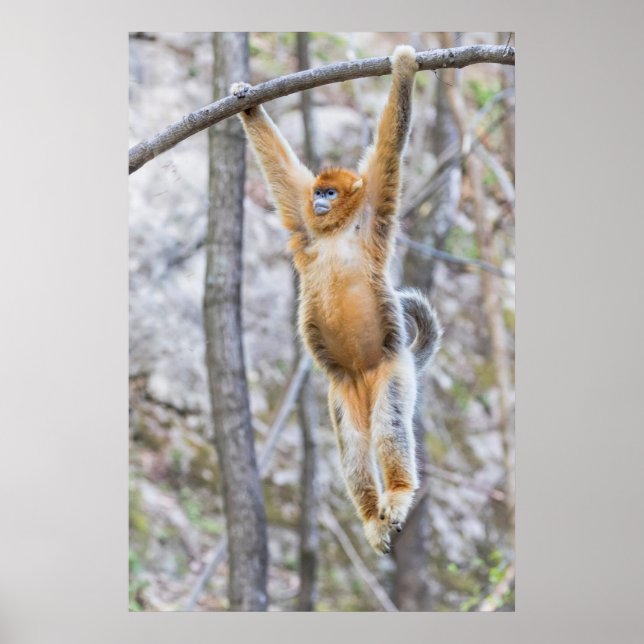 Golden Snub-nosed Monkey Swinging på Gren Poster (Framsidan)