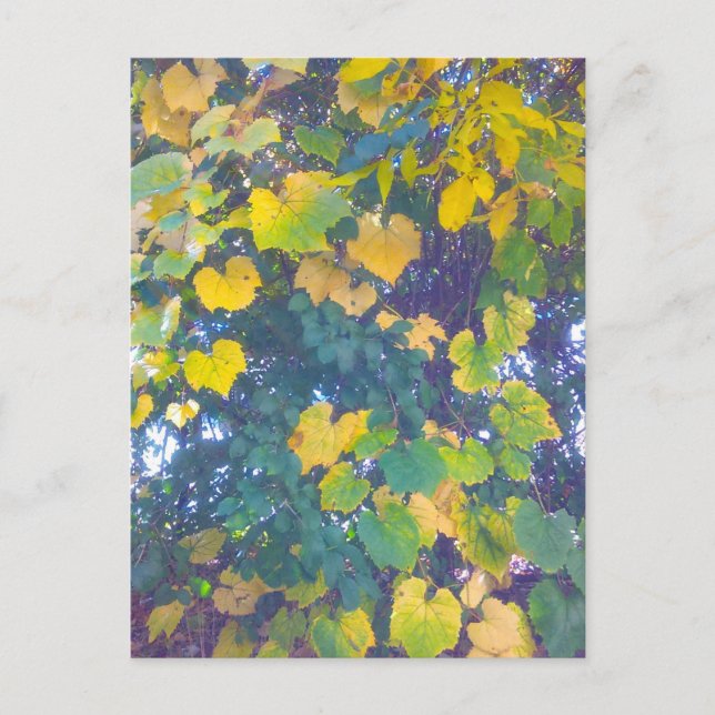 GOLDEN STÄNG UPP VYKORT (Framsida)