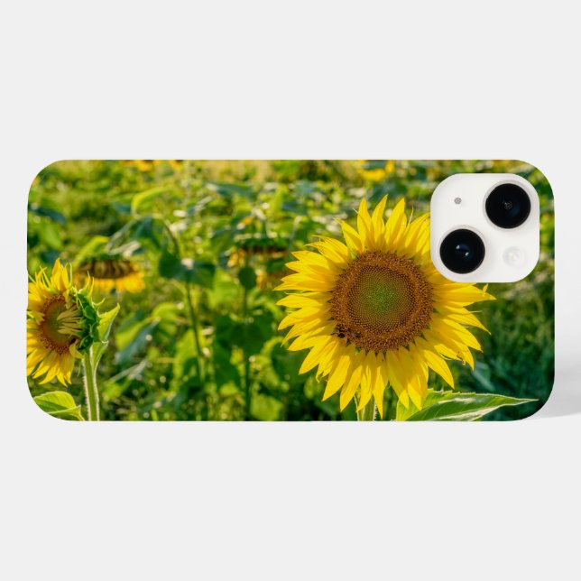 Golden Sunblomma Fält (Baksida (horisontell))