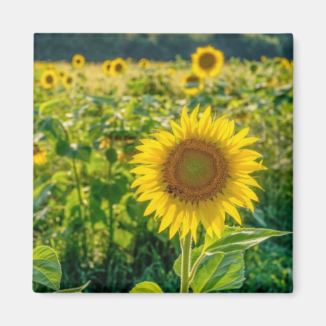 Golden Sunblomma Fält Magnet (Framsidan)