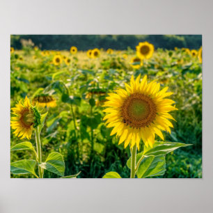 Golden Sunblomma Fält Poster