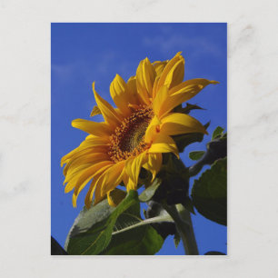 Golden Sunblomma Vykort