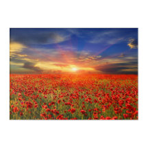 Golden Sunset against Blå himmel Red Poppy