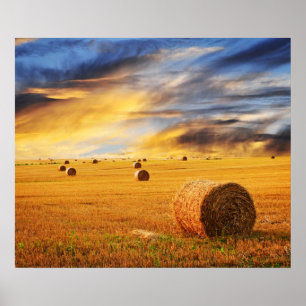 Golden Sunset over Farm Fält Poster