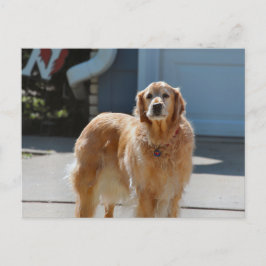 Golden Sunshine Vykort