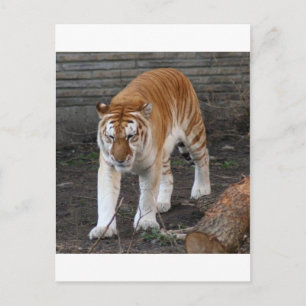 Golden Tabby Tiger 1 Vykort