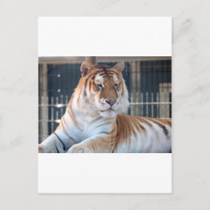 Golden Tabby tiger vid Cougar Mountain Zoo 1 Vykort