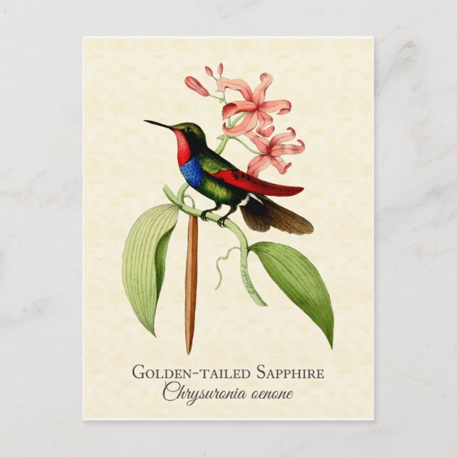 Golden Tails Sapphire Hummingbird Art Postcard Vykort (Framsida)