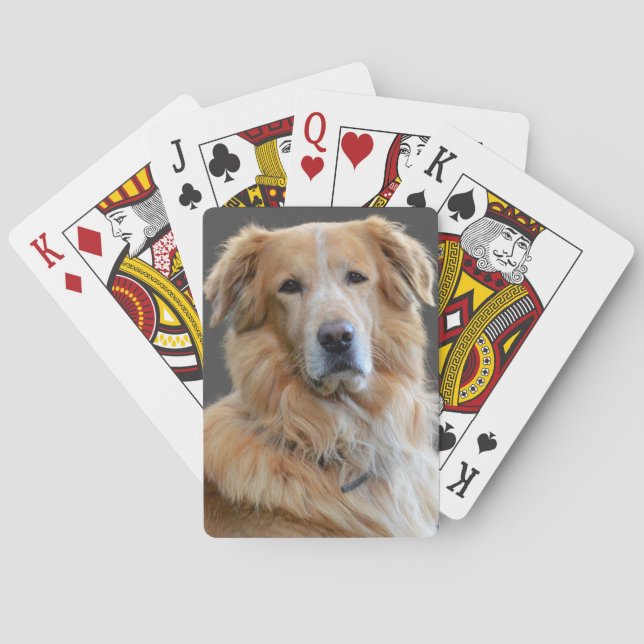 Golden Tetriever Isolated Hund Casinokort (Baksidan)