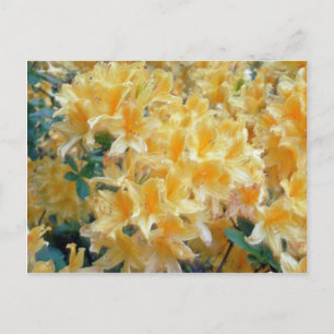 Golden Throated Gult Azaleas-blommor Vykort