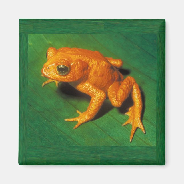 Golden Toad Magnet (Framsidan)