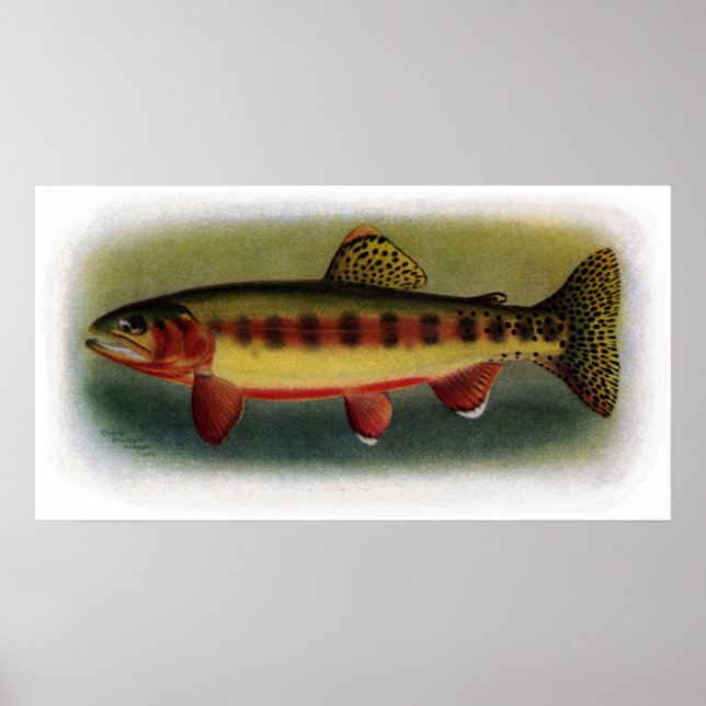 Golden Trout i Volcano Bäck Poster (Framsidan)