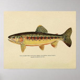 Golden Trout of Soda Bäck, Kalifornien Poster