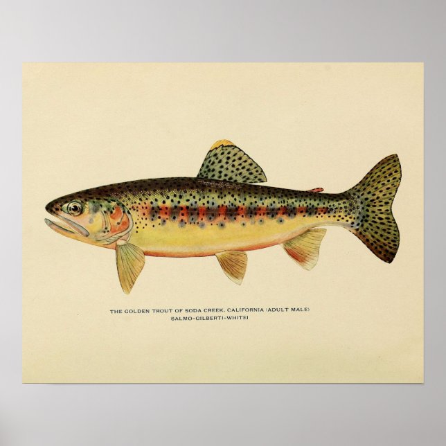Golden Trout of Soda Bäck, Kalifornien Poster (Framsidan)