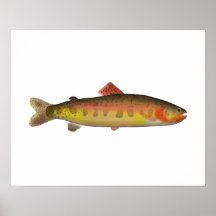 Golden Trout