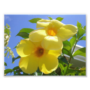 Golden Trumpet Flowers I Fototryck