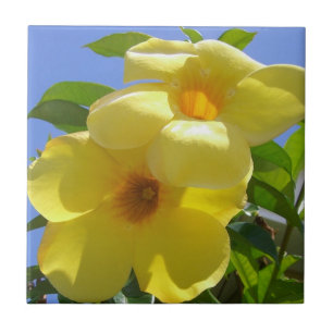 Golden Trumpet Flowers I Kakelplatta