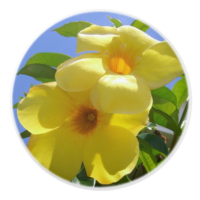 Golden Trumpet Flowers I Knopp (Framsidan)