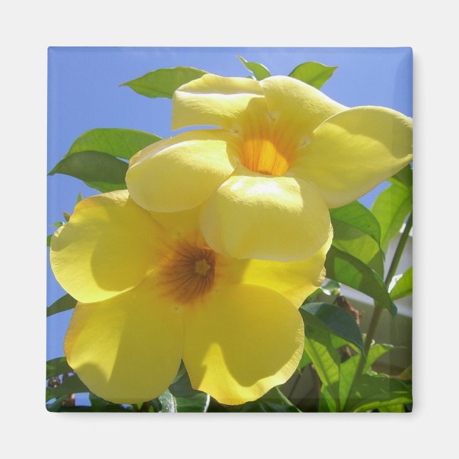 Golden Trumpet Flowers I Magnet (Framsidan)