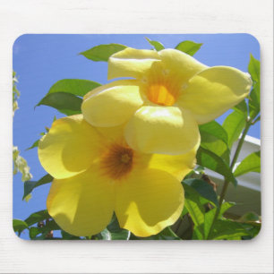 Golden Trumpet Flowers I Musmatta