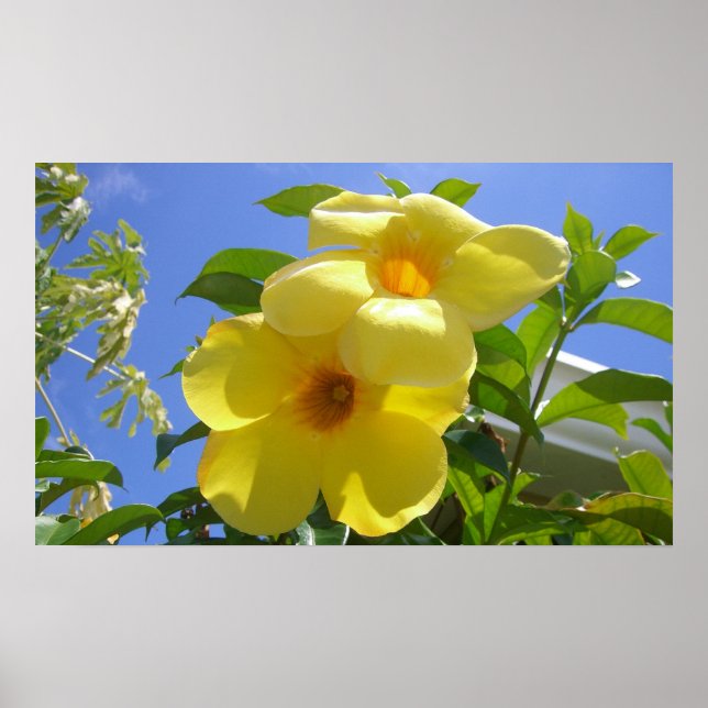 Golden Trumpet Flowers I Poster (Framsidan)