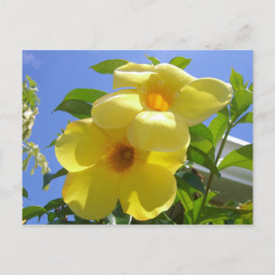 Golden Trumpet Flowers I Vykort