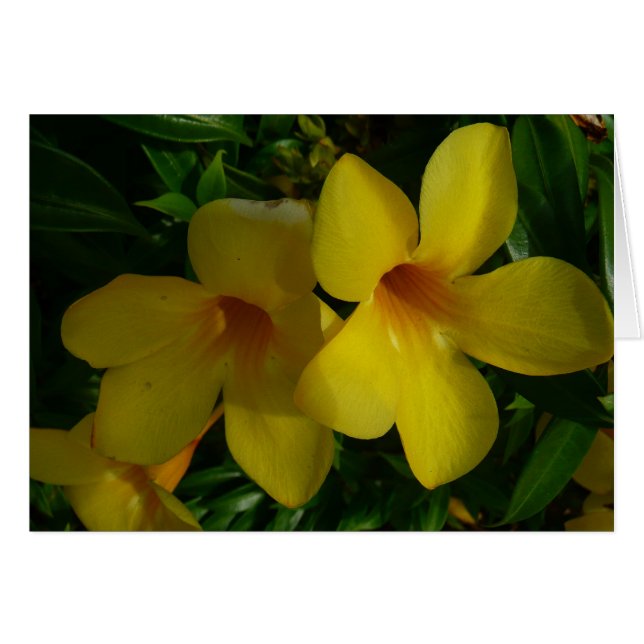 Golden Trumpet Flowers II Tropical Hälsningskort (Framsidan Horizontal)