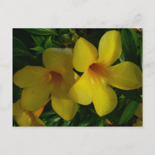 Golden Trumpet Flowers II Tropical Vykort