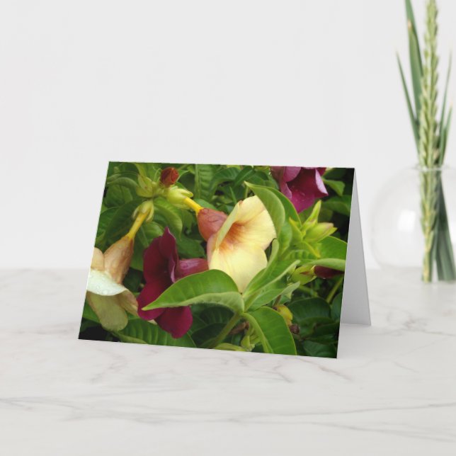 Golden Trumpet Kort (Framsida)