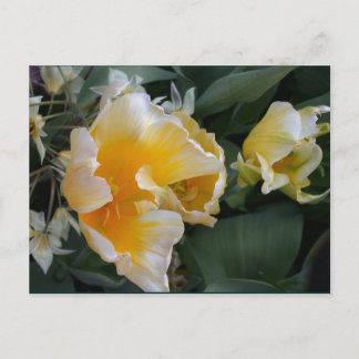 Golden Tulips Vykort