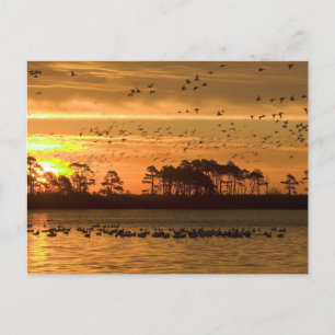 Golden Twilight Serenity - Chincoteague Vykort
