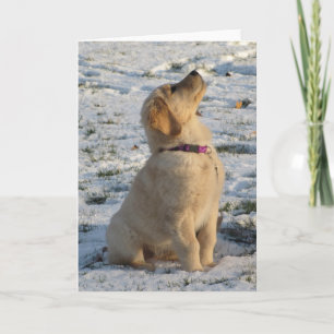 Golden Valp Snö Kort