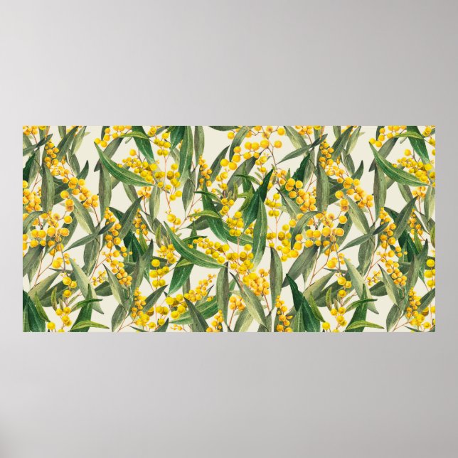 Golden Wattle (Acacia pycnantha) är Australiens tä Poster (Framsidan)