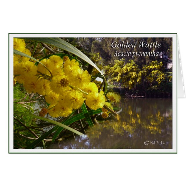 Golden Wattle - Acacia pycnantha Hälsningskort (Framsidan Horizontal)