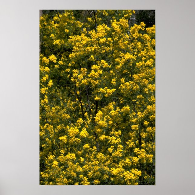 Golden wattle poster (Framsidan)