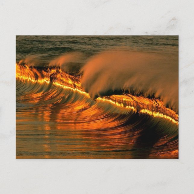 Golden Wave at Sunset, Mexiko Vykort (Framsida)