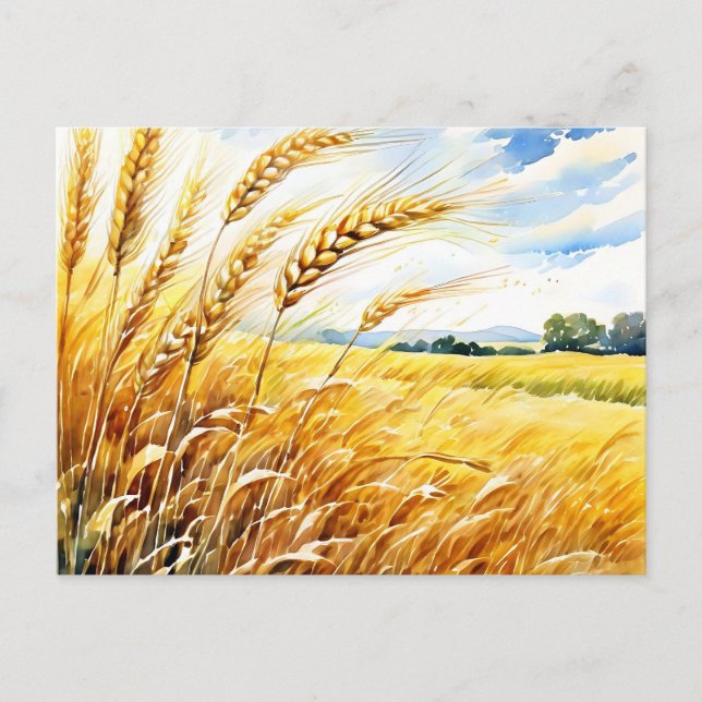 Golden Wheat Fält, som simmar under sommaren Vykort (Framsida)