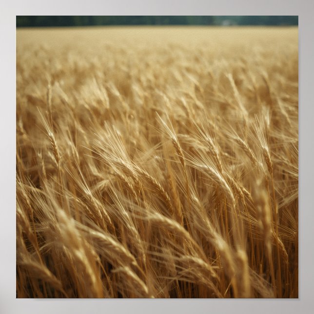 Golden Wheat Fields Poster (Framsidan)