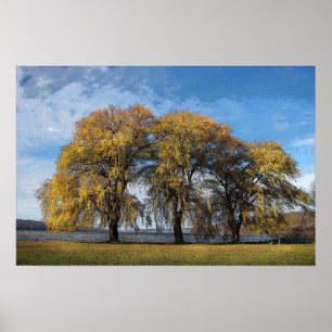 Golden Willows Poster