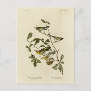 Golden-winged & Cape May Warblers, Audubon's Birds Vykort