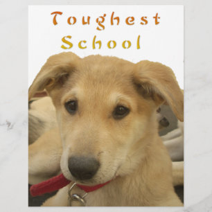 Golden Wisdom: A Hund's-Öga View of Life's School