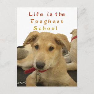 Golden Wisdom: A Hund's-Öga View of Life's School Vykort