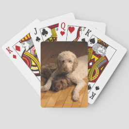 Goldendoodle BFFs Casinokort
