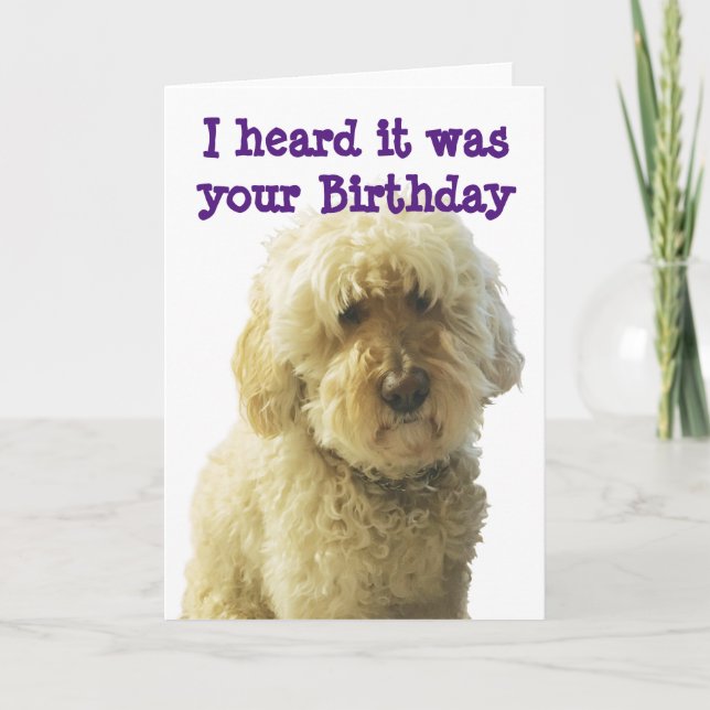 GoldenDoodle, Birthday Doodle Önskemål Kort (Framsida)