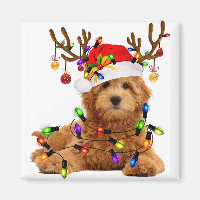 Goldendoodle christmas rener christmas ljus p magnet (Framsidan)