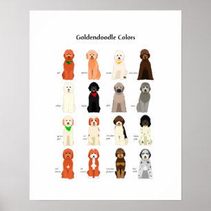 Goldendoodle färg poster