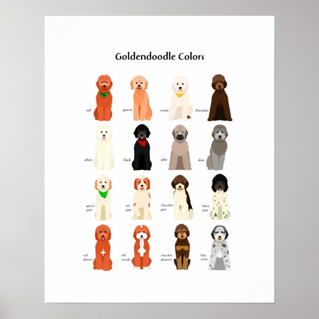 Goldendoodle färg poster (Framsidan)