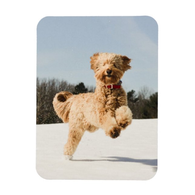 Goldendoodle genom Fält Magnet (Vertikal)