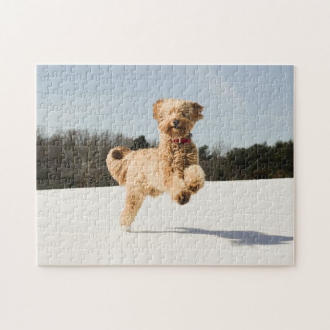 Goldendoodle genom Fält Pussel (Horisontell)