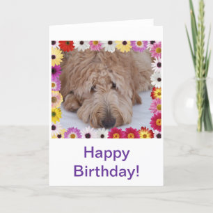 GoldenDoodle-Hund i färgade blommor, födelsedagsko Kort